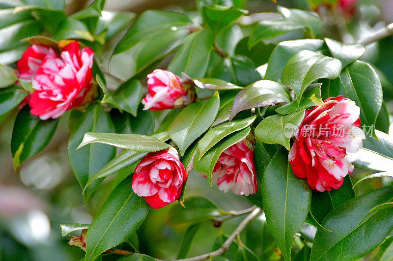 Camellia japonica / Japanese camellia Flower: Red, Pink and White